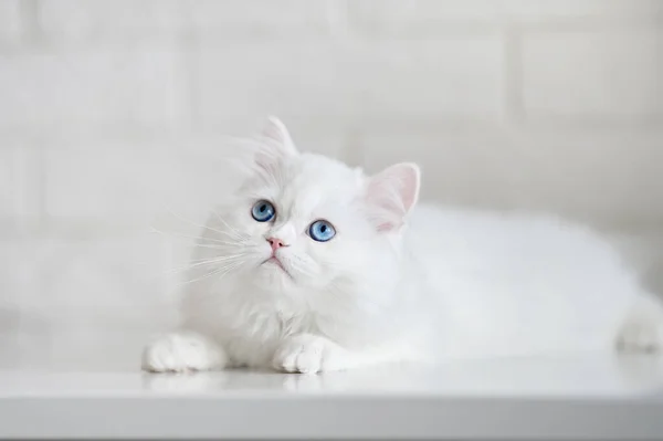 White Fluffy Scottish Straight Kitten Bright Blue Eyes Posing Indoors — Stock Photo, Image