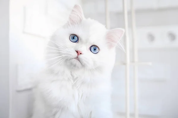 White Fluffy Kitten Blue Eyes Close Portrait Indoors — Stock Photo, Image