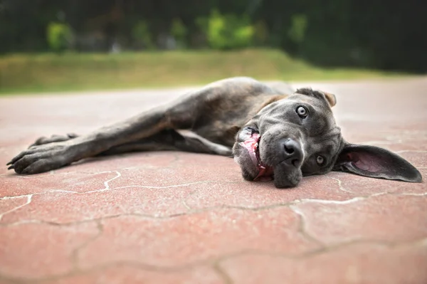 Sıcak Bir Yaz Gününde Uzanan Komik Baston Köpek Yavrusu — Stok fotoğraf