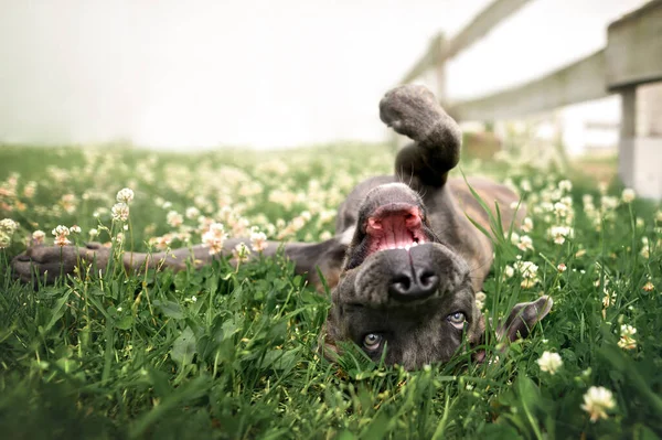 Heureux Chiot Corso Canne Roulant Sur Herbe Été — Photo