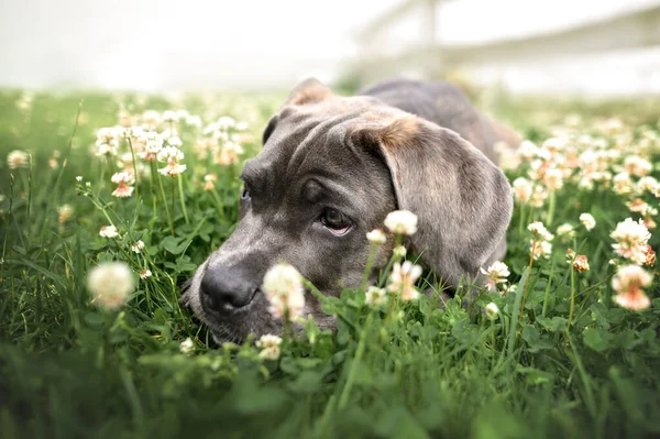 Beau Chiot Corso Canne Couché Sur Herbe Été — Photo