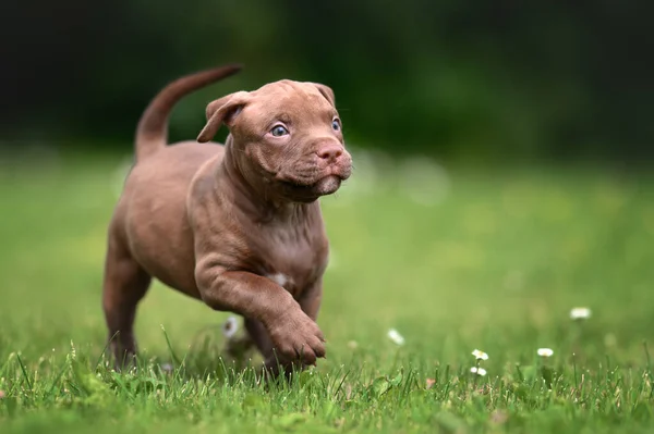 Happy Pit Bull Puppy Wandelen Buiten Voor Eerste Keer — Stockfoto