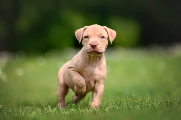 Kleine Nieuwsgierige Pitbull Puppy Poseren Gras Zomer — Stockfoto