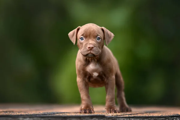 Serieuze Pitbull Puppy Buiten Staan Zomer — Stockfoto