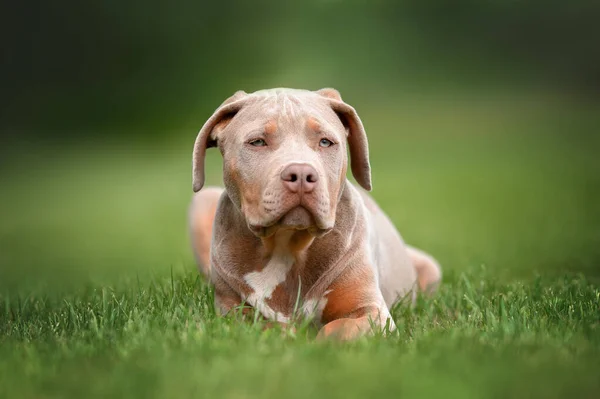 Adorable Americano Bully Cachorro Con Orejas Flojas Acostado Hierba —  Fotos de Stock