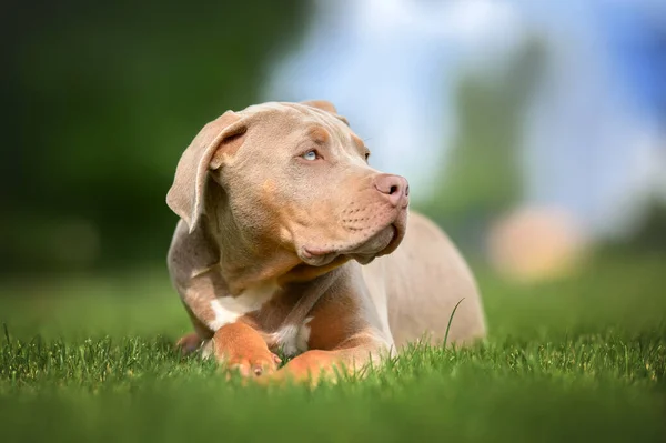 Adorable American Bully Cachorro Acostado Hierba Primer Plano Retrato —  Fotos de Stock