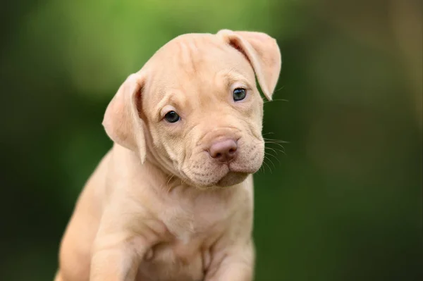 Close Portret Van Een Pitbull Puppy Buiten — Stockfoto