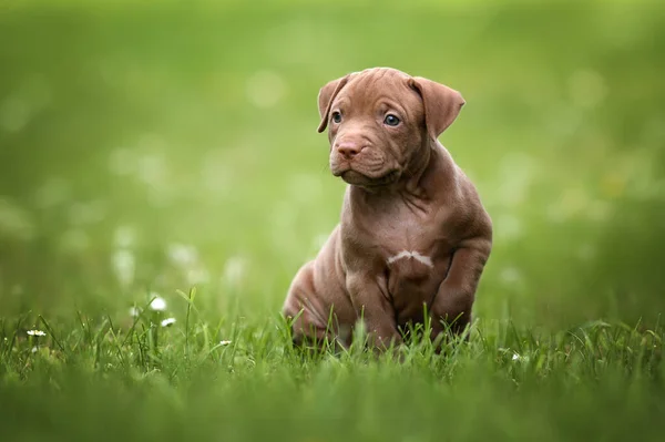 Bedårande Pitbull Valp Sitter Gräs Utomhus — Stockfoto