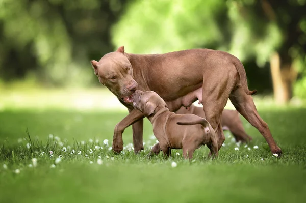 Hnědá Pit Bull Pes Matka Hrát Svými Štěňaty Venku Létě — Stock fotografie