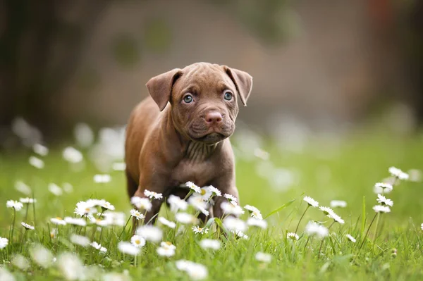 Bruine Pitbull Puppy Wandelen Een Veld Met Bloemen Zomer — Stockfoto