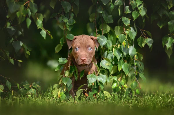 Cachorro Pit Bull Marrom Posando Sob Uma Árvore Verão — Fotografia de Stock