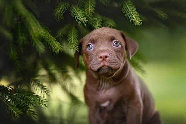 Zbliżenie Portret Brązowego Pit Bull Szczeniak Zewnątrz — Zdjęcie stockowe