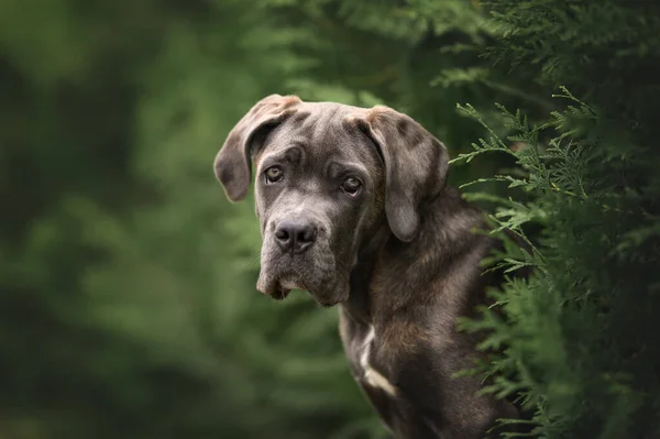 Hermoso Bastón Corso Cachorro Retrato Aire Libre Verano — Foto de Stock