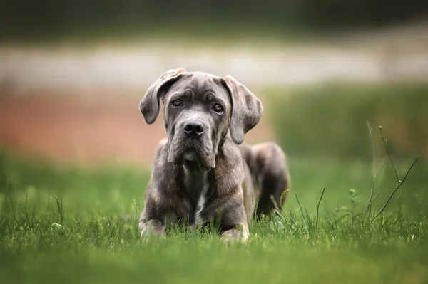 Beau Chiot Corso Canne Couché Sur Herbe Été — Photo