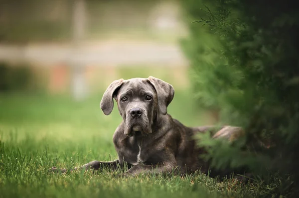 Hermoso Bastón Corso Cachorro Acostado Hierba —  Fotos de Stock