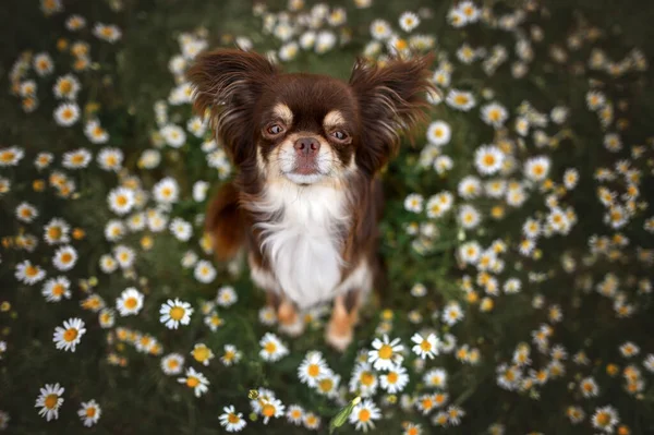 Brown Chihuahua Dog Portrait Field Daisies Top View — Stock Photo, Image
