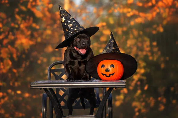 Cão Preto Feliz Chapéu Feiticeiro Com Abóbora Posando Para Halloween — Fotografia de Stock