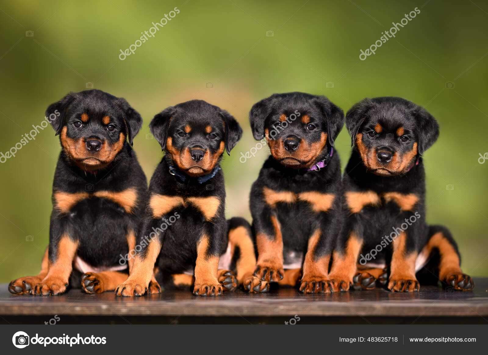 Month Best Rottweiler Puppies Mumbai Rottweiler Dogs For Adoption