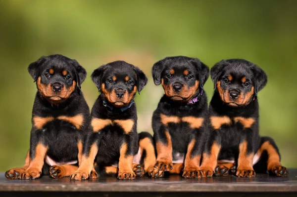 Cztery Szczeniaki Rottweiler Siedzi Razem Rzędzie Świeżym Powietrzu Lecie — Zdjęcie stockowe