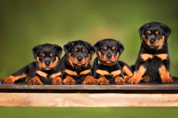 Négy Rottweiler Kölykök Pózol Együtt Szabadban Nyáron — Stock Fotó