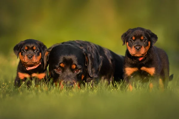 Rottweiler Pies Matka Pozowanie Dwoma Jej Szczeniąt Świeżym Powietrzu Lecie — Zdjęcie stockowe