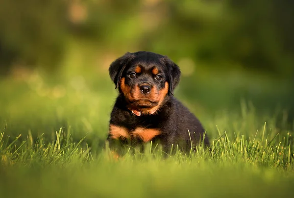 Piękny Szczeniak Rottweiler Siedzi Trawie Lecie — Zdjęcie stockowe