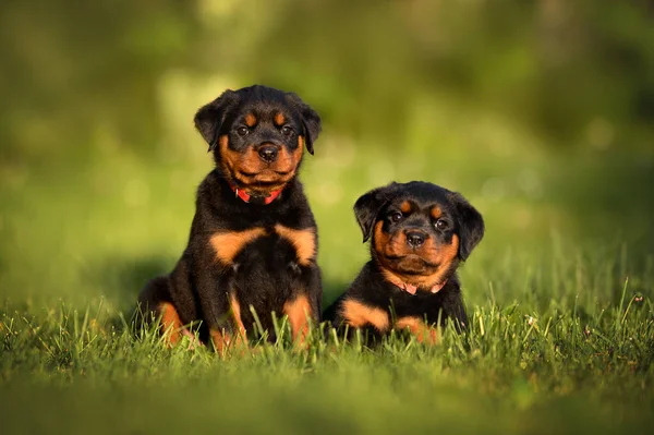 2匹の愛らしいロットウィラーの子犬が一緒に草の上にポーズ — ストック写真
