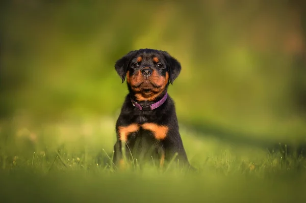 Beautiful Rottweiler Puppy Sitting Outdoors Summer — Stock Photo, Image