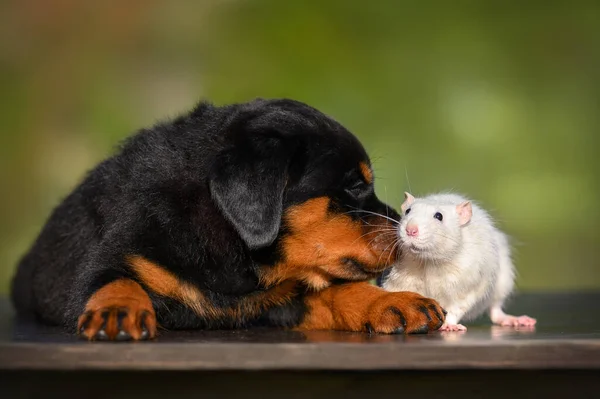 一只捕鼠犬嗅到一只白色的宠物鼠 老鼠和小狗在户外摆姿势 — 图库照片