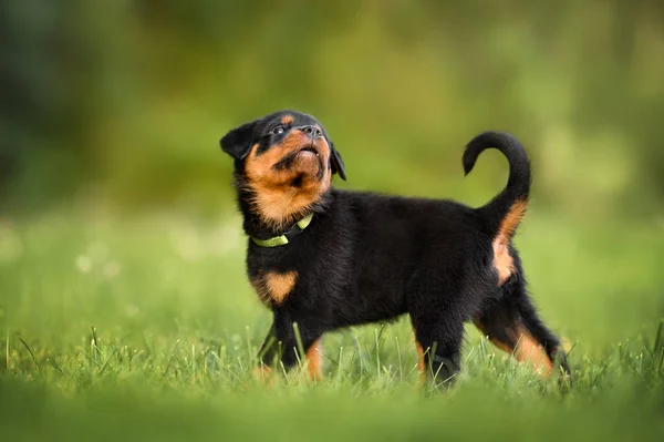 Rottweiler Köpek Yavrusu Yazın Çimlerin Üzerinde Yürüyor — Stok fotoğraf