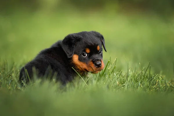 Cucciolo Rottweiler Sdraiato Sull Erba Estate — Foto Stock