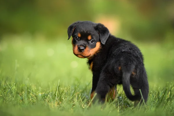 好奇的轮虫幼犬站在室外 — 图库照片