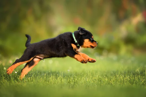 Feliz Rottweiler Cachorro Saltar Sobre Hierba Verano — Foto de Stock
