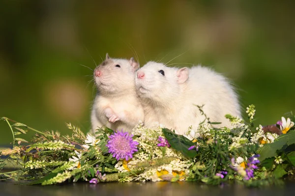 Deux Rats Animaux Mignons Posant Ensemble Extérieur — Photo