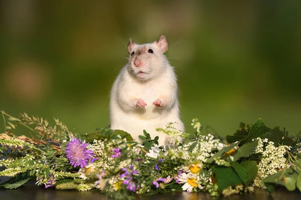 Drôle Rat Animal Debout Extérieur Été Portrait Rapproché — Photo