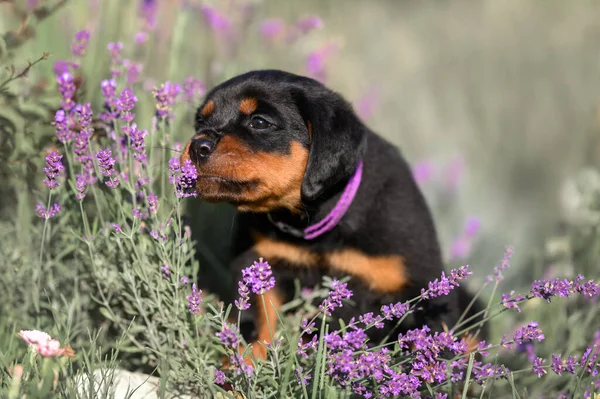 Curieux Chiot Rottweiler Renifler Lavande Extérieur — Photo