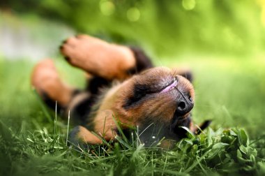 happy rottweiler puppy rolling on grass in summerplaying, paws, in the air, 