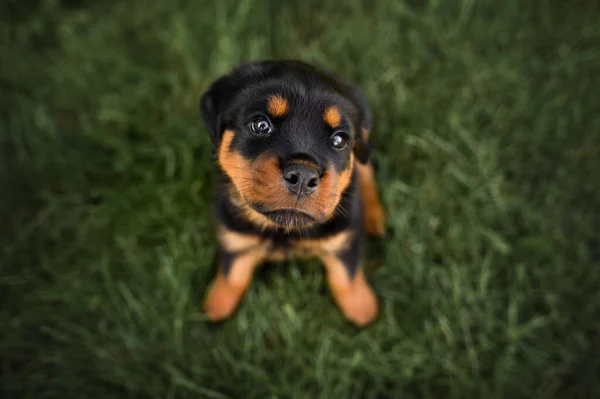 Rottweiler Puppy Sitting Grass Looking Top View Portrait — 스톡 사진