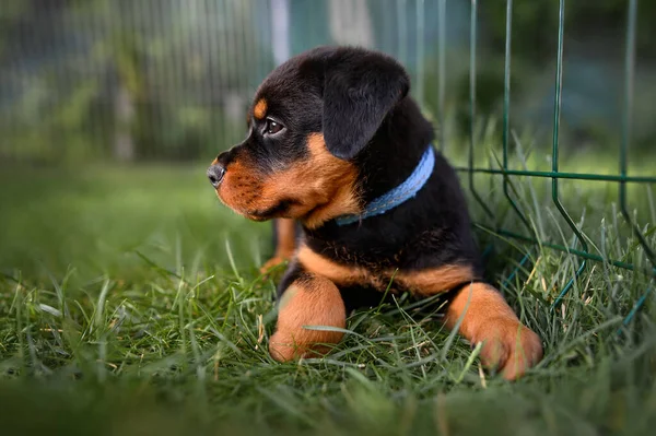 Rottweiler Cachorro Collar Que Descansa Aire Libre Una Perrera — Foto de Stock