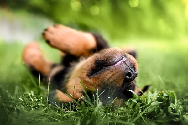 Fröhliche Rottweiler Welpen Rollen Sommer Auf Gras Pfoten Der Luft Stockbild