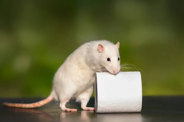 Rato Animal Estimação Branco Engraçado Posando Com Papel Higiênico — Fotografia de Stock