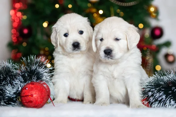 Dvě Roztomilá Zlatá Retrieverská Štěňátka Pózující Vánocům — Stock fotografie