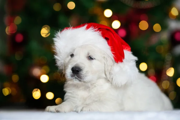 Piękny Golden Retriever Szczeniak Pozowanie Boże Narodzenie Pomieszczeniach Dekoracjami — Zdjęcie stockowe