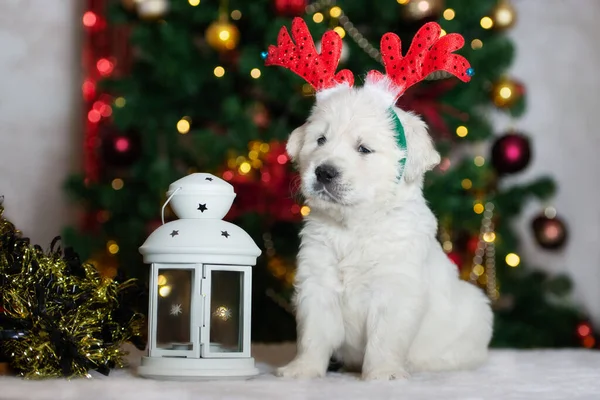 漂亮的金发碧眼的小狗摆姿势在室内摆设圣诞装饰品 — 图库照片