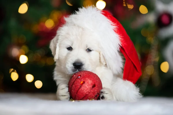 Belo Cachorro Golden Retriever Posando Para Natal Dentro Casa Com — Fotografia de Stock