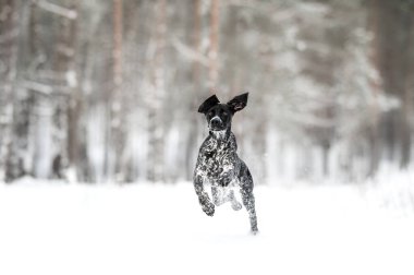 Genç gri köpek kışın ormanda koşuyor.