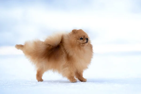 Rolig Spitz Hund Gör Balett Trick Utomhus Vintern — Stockfoto