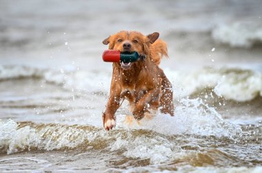 Gişe köpeği denizden bir manken getiriyor.