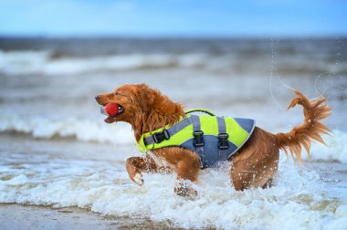 Can yeleğiyle sudan çıkan mutlu bir gişe köpeği.