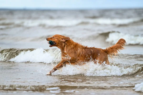 Nova Scotia Duck Tolling Retriever Cão Buscar Manequim Mar — Fotografia de Stock